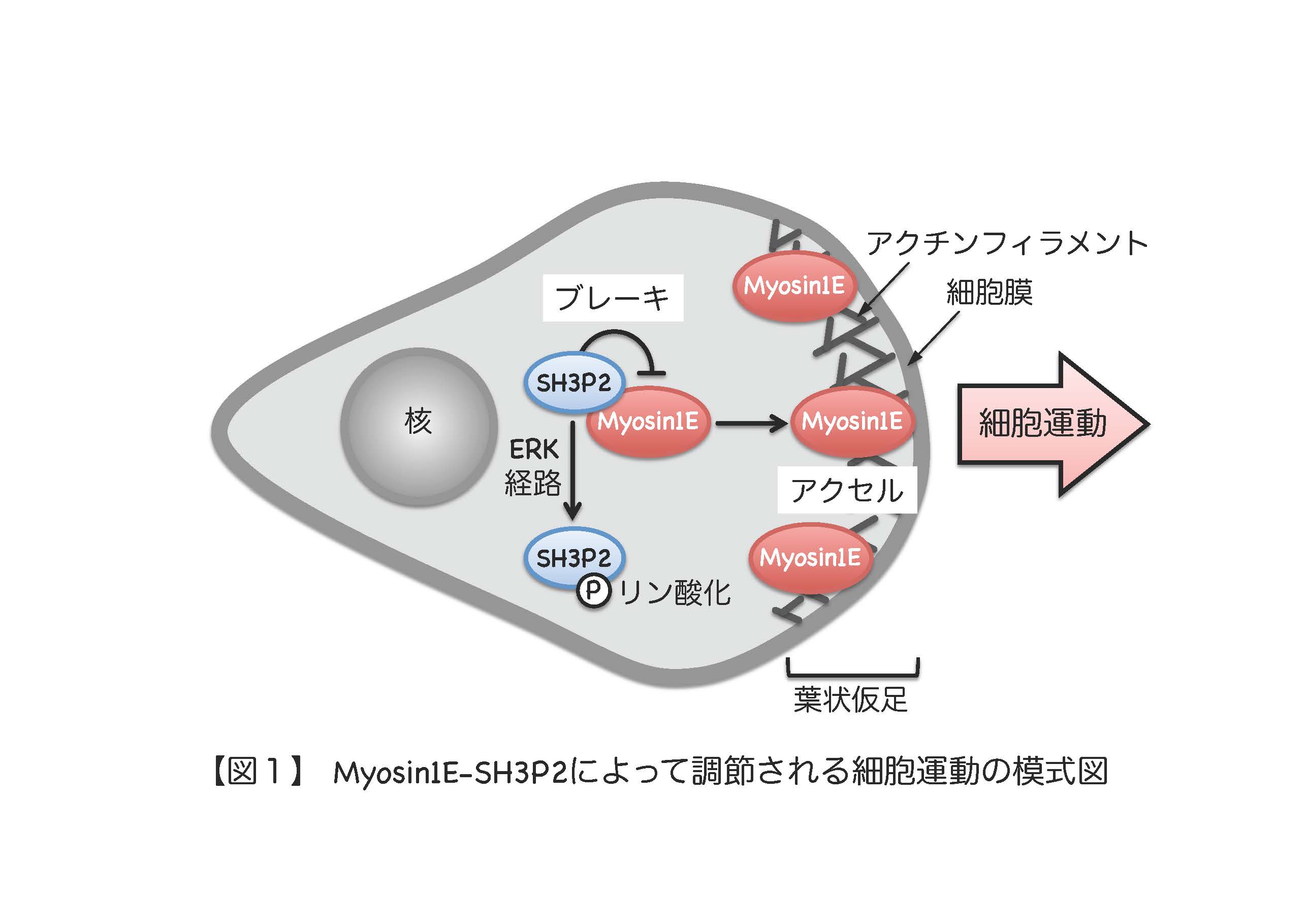 Myosin1E-SH3P2ˤä{뼚\Ӥģʽ